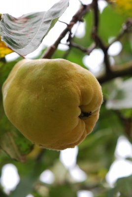 Cydonia oblonga - kdouloň obecná - plod1